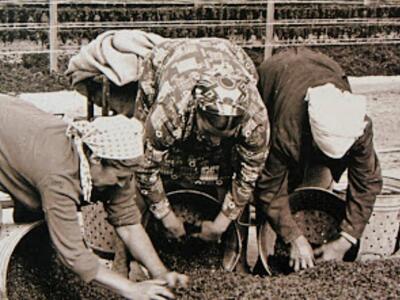 Η καλλιέργεια της σταφίδας και η δημιουρ...