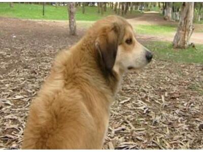 Έβγαλε την καραμπίνα και πυρόβολησε αδέσ...