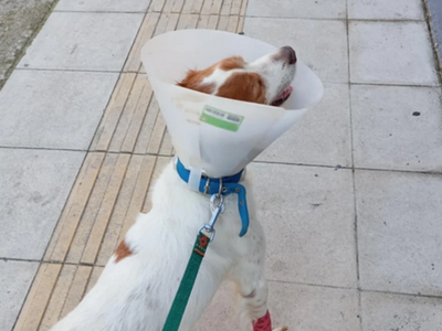 Καλά στην υγεία του ο σκύλος που κακοποι...