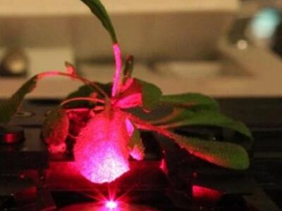 Τα πρώτα βιονικά φυτά με νανοσωματίδια γ...