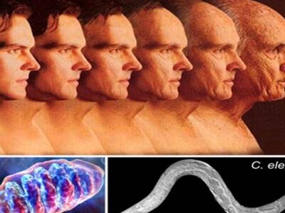 Έλληνες ερευνητές αποκάλυψαν μηχανισμό π...