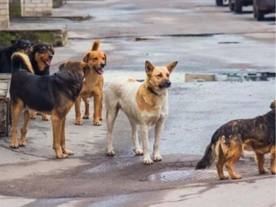 Πάτρα: Νέα επίθεση αδέσποτου στην Πανεπι...