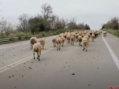 Πρόβατα βγήκαν για... βόλτα στην Πατρών ...