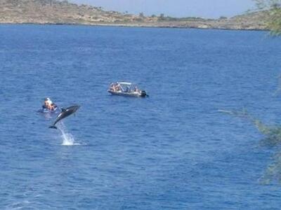 Δελφίνι εντυπωσιάζει λουόμενους στα Μάρμ...