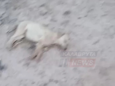 Καλάβρυτα: Φρίκη στα Δουμενά με δεκάδες νεκρά ζώα από φόλες