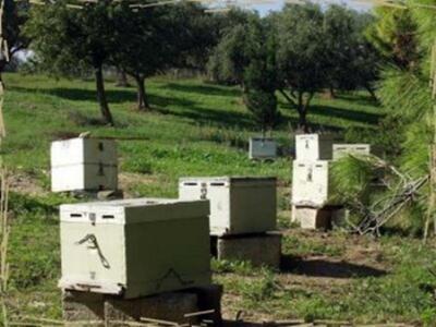 Ηλείας: Οι Αρχές κατάσχεσαν 165 κλεμμένα μελίσσια 