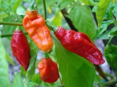 Έρχεται η πιο καυτή βότκα στον κόσμο!