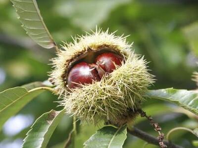 Ηλεία: Κάστανο ούτε για την φουφού…! - Σ...