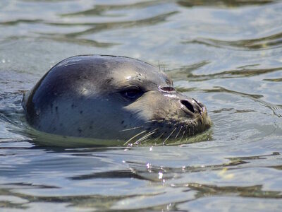 Εύβοια: Βίντεο με φώκια που «έκοβε» βόλτ...