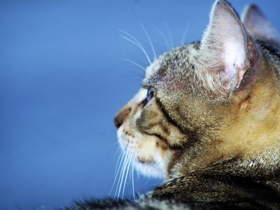 Ηλεία: Πλαστικό μπουκάλι, παγίδα θανάτου για γάτες