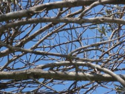 Πάτρα: SOS από το Δήμο για το κλάδεμα τω...