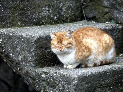 Φρικτό θάνατο βρήκαν 4 γάτες στο Μεσολόγγι