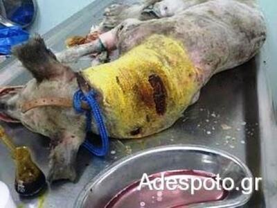 Φρίκη: Μαχαίρωσαν σκύλο στη Θεσσαλονίκη 
