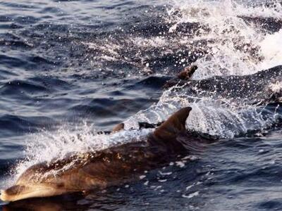 Εκπληκτικές εικόνες από δελφίνια στο Λού...