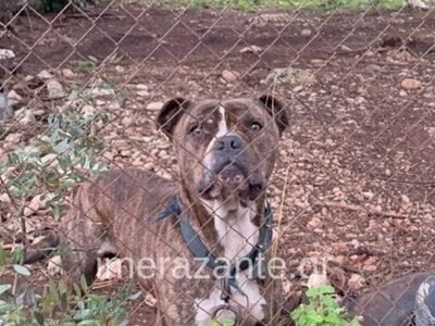 Ζάκυνθος: Τι δείχνουν τα στοιχεία για τι...