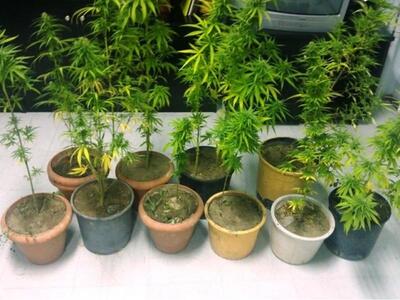 Ηλεία: 66χρονος καλλιεργούσε το χασίς σε γλάστρες