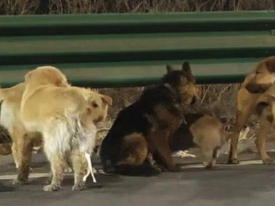 Ποια είναι η αλήθεια τελικά για τα 7 σκυ...