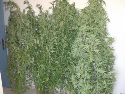 Αστυνομικοί εντόπισαν χασισοφυτεία στα Ιωάννινα