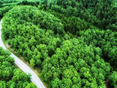 Παρατείνεται η ανάρτηση των δασικών χαρτών	