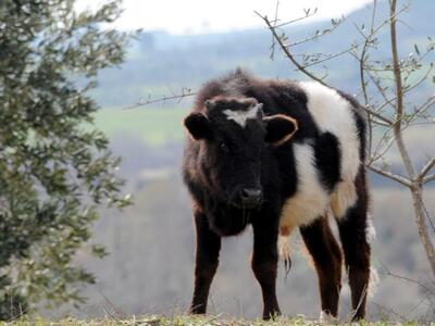 Αιτωλοακαρνανία: Πυροβόλησε... μοσχάρι γ...