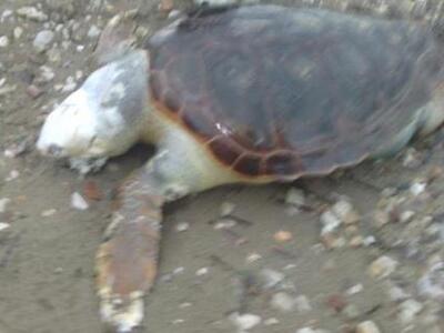 Πάτρα: Νεκρή χελώνα στα Μποζαϊτικα 