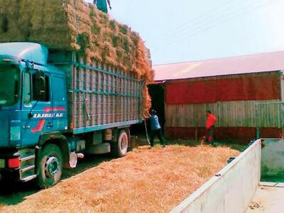 Μεσολόγγι: Γυναίκα σκοτώθηκε όταν έπεσαν...