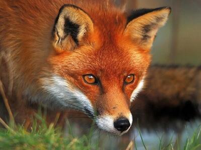 Μαζική δηλητηρίαση ζώων με κυάνιο στον Έβρο 