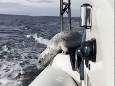 Η... μεγάλη απόδραση: Φώκια ξεφεύγει από...