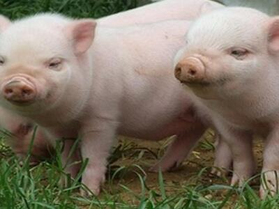 Δυτική Ελλάδα: Σκότωσε με όπλο τα γουρού...