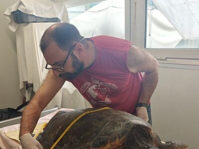 Μεσολόγγι: Σώθηκε μεγάλη θαλάσσια χελώνα...