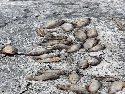Νεκρά ψάρια στην παραλία των Νιφορεΐκων,...