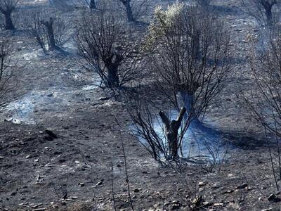 Ηλεία: Υπό μερικό έλεγχο η φωτιά στη Μέλ...