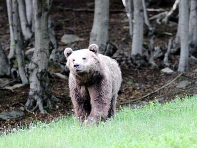 Τρεις αρκούδες και πέντε λύκοι θύματα τροχαίων