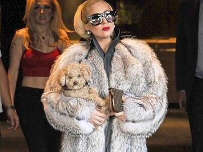 Με γούνα καλοκαιριάτικα η Lady Gaga!