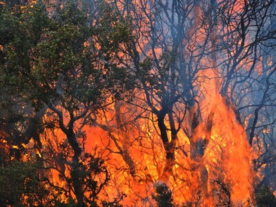 Μεγάλη φωτιά στην Ηλεία κοντά στου Λάλα