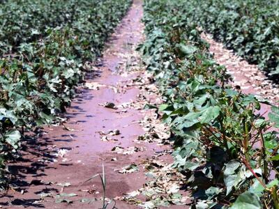 Ζημιές από το χαλάζι στην Ελλασσόνα