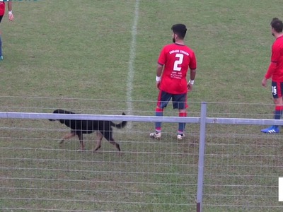 Σκύλος...ποδοσφαιριστής διέκοψε για λίγο...