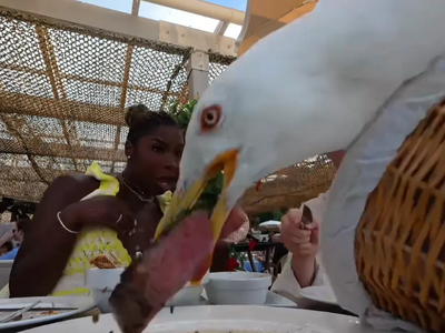 Θρασύτατος γλάρος άρπαξε φιλέτο 100 δολα...