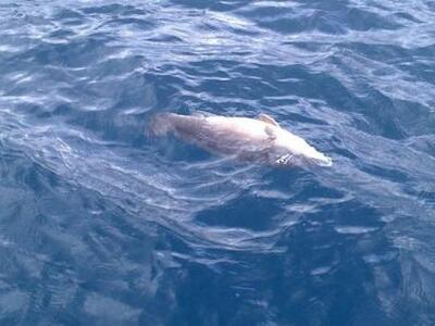 Νεκρά ψάρια στο Ιόνιο από τον ιό της εγκ...