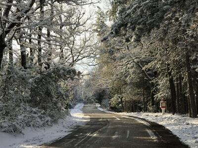 Ηλεία: Δείτε το χιονισμένο δρυοδάσος της Φολόης  
