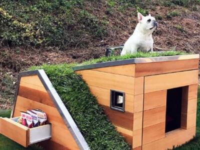 Ένα «πράσινο» σπιτάκι για σκυλάκια