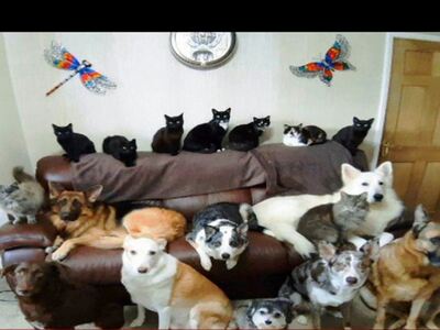 Οικογενειακή φωτογραφία με 17 κατοικίδια!