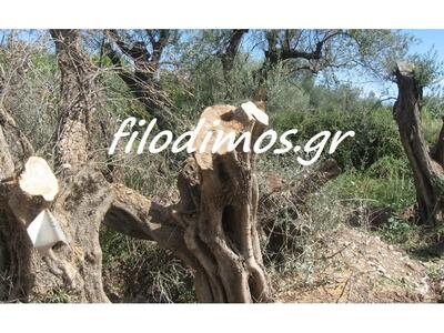 Αιγιάλεια:"Κουτσούρεψαν" αιωνό...