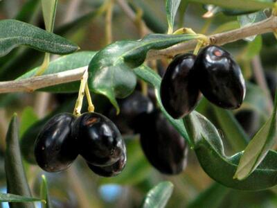 Εξιχνιάστηκε κλοπή μισού τόνου ελιών στο Αιτωλικό