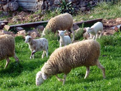 Κόντεψαν να σκοτωθούν από σύγκρουση με πρόβατα!