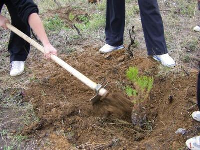Πάτρα: Δενδροφύτευση στο Άνω Καστρίτσι