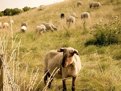 Νεκρά πρόβατα σε αποσύνθεση στο Ρωμανό τ...