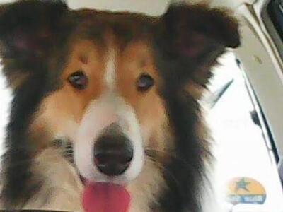 Πάτρα: Χάθηκε σκυλάκι στο Σκαγιοπούλειο-...