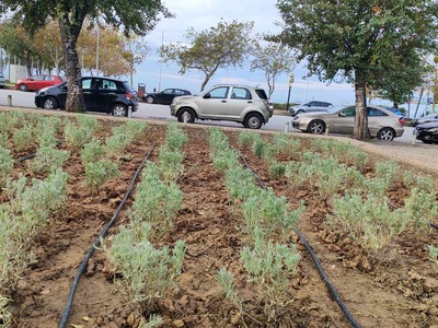 Θεσσαλονίκη: Κλέβουν τη μέντα, το θυμάρι...
