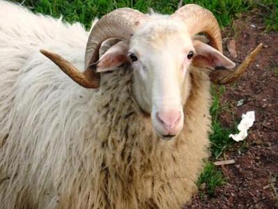 Αγρίνιο: Κριάρι τον έστειλε στο νοσοκομείο!